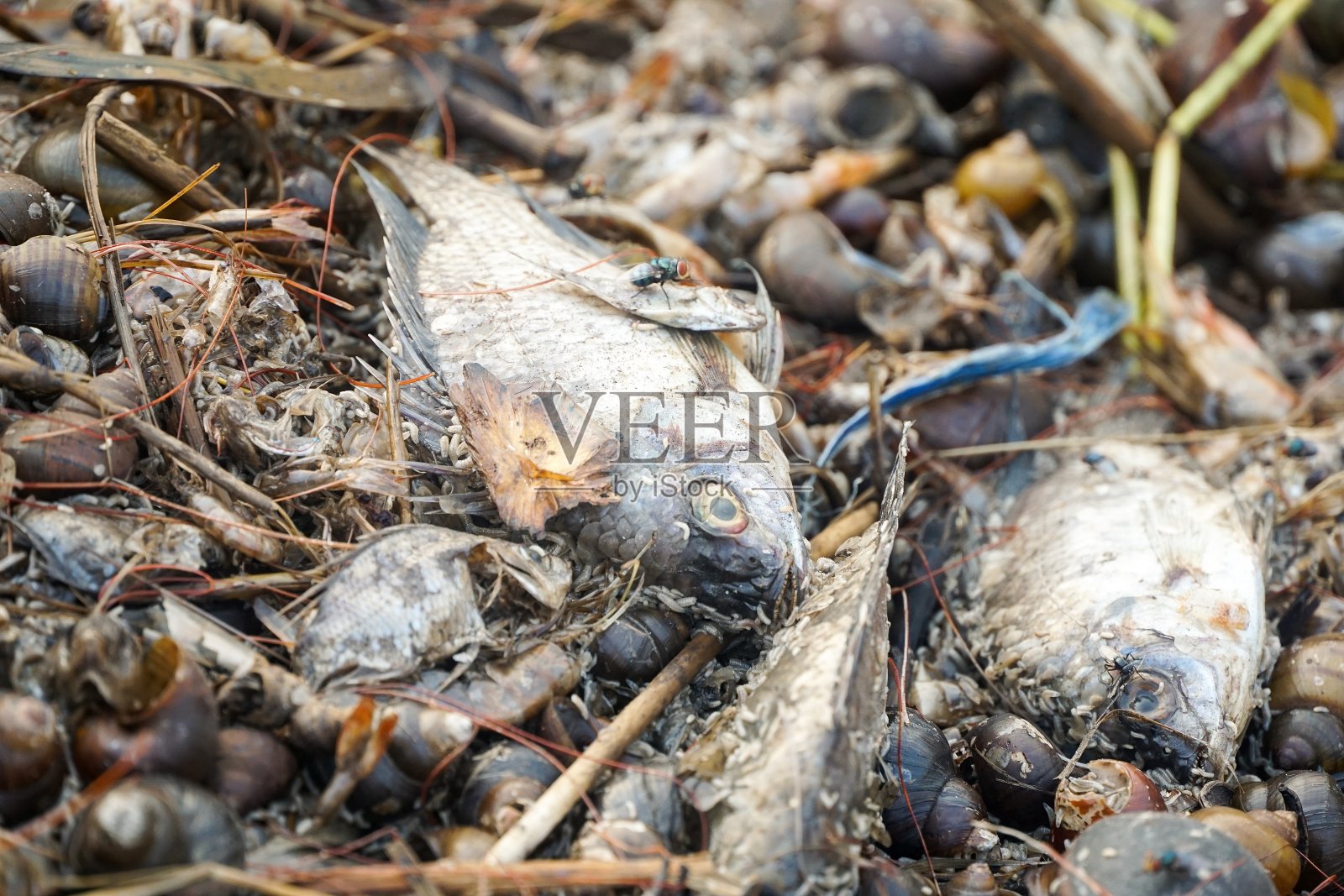 鱼死于水污染照片摄影图片