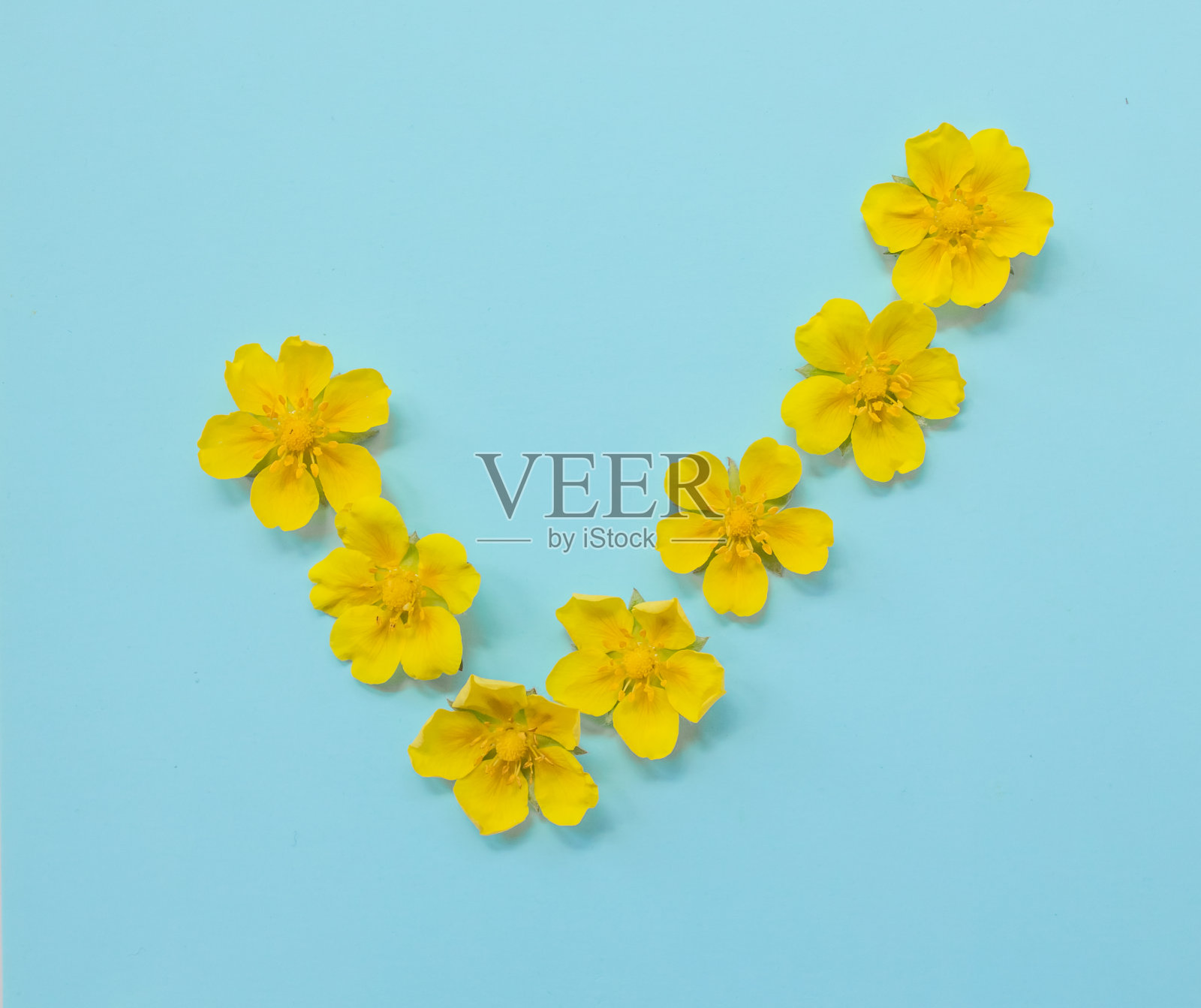 Checkmark符号在蓝色背景从黄色明亮的春天的花。夏天的概念,最小照片摄影图片