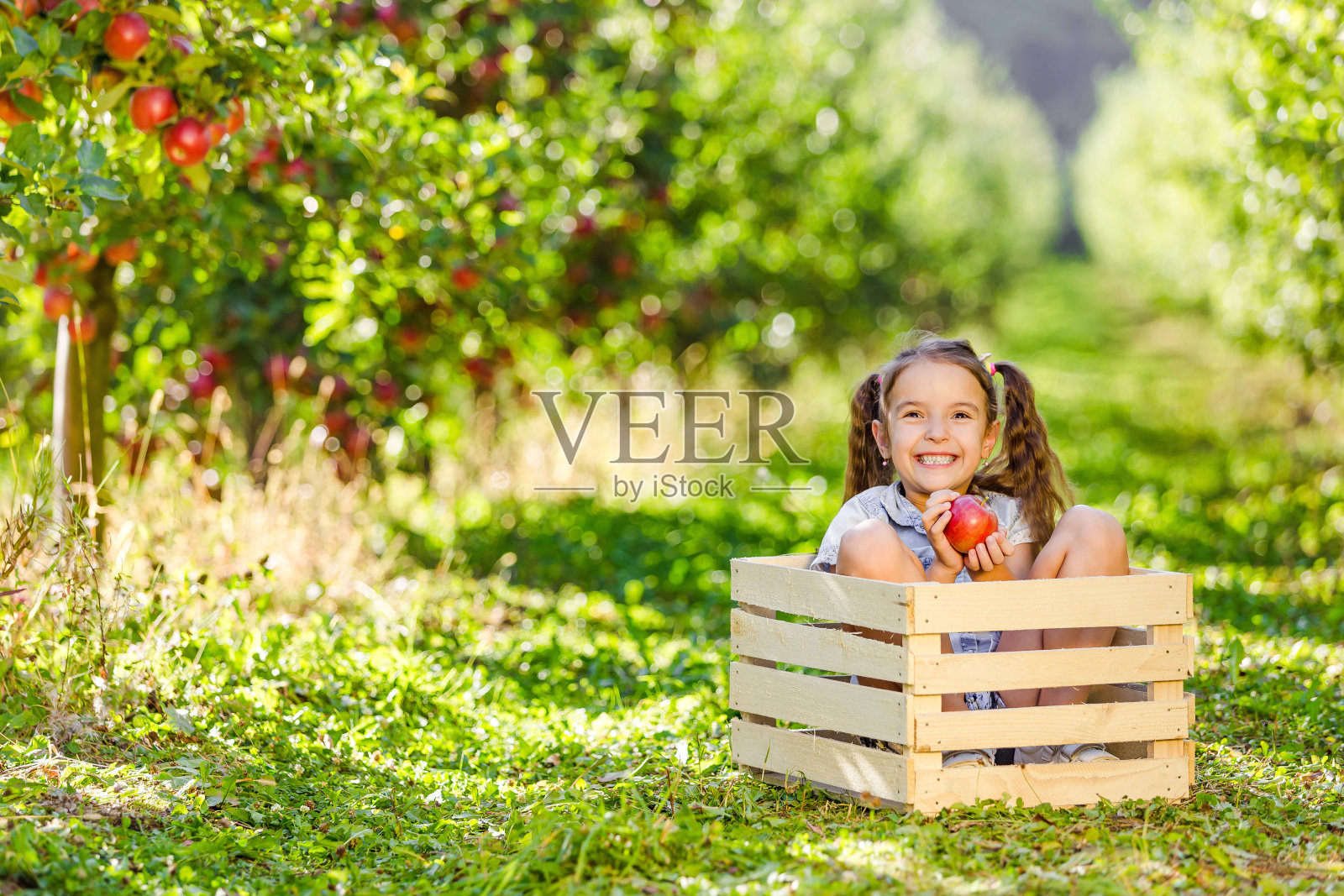 在郁郁葱葱的果园里，小女孩带着红苹果坐在木箱里。照片摄影图片