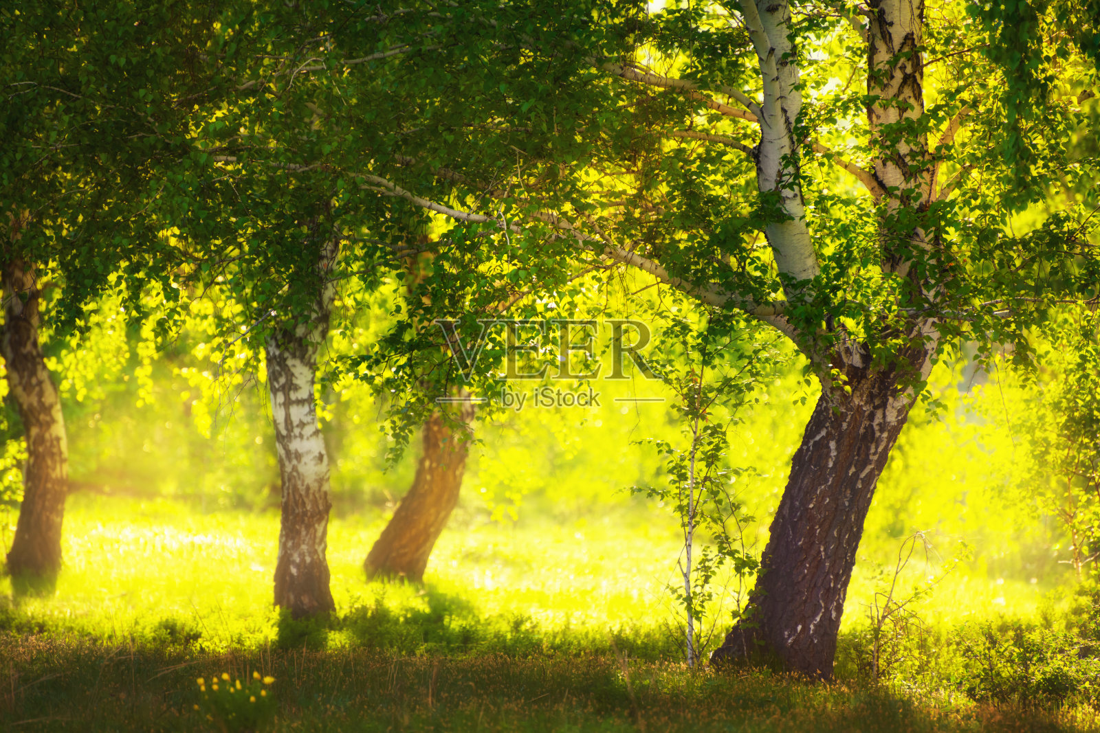日落时森林草地上的绿桦。照片摄影图片