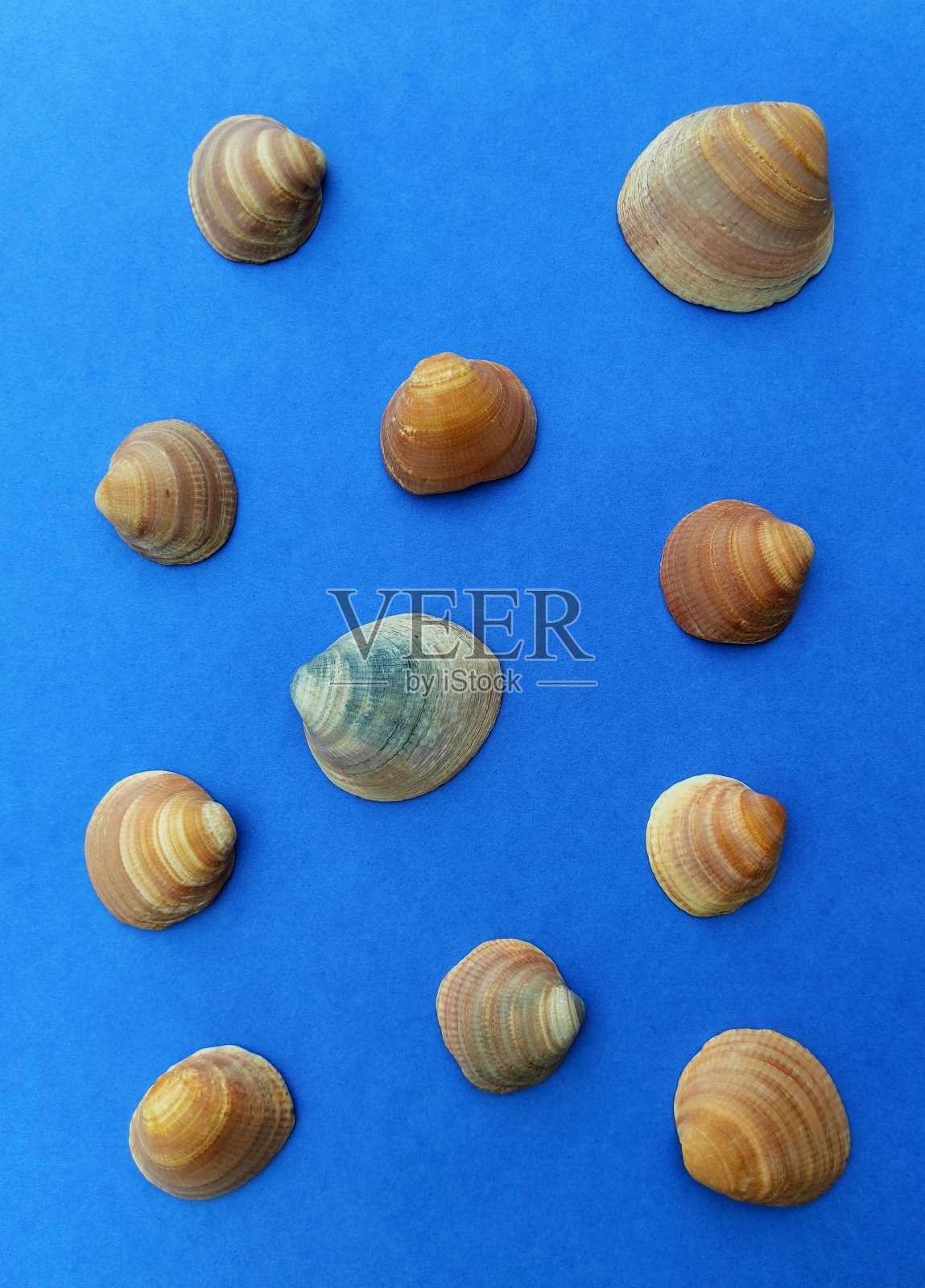 一套软体动物壳孤立在一个蓝色的背景，壳收集。照片摄影图片