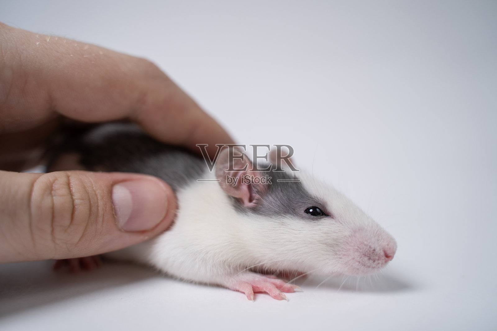 一个男人的手抚摸着坐在白色背景上的一只白色小老鼠照片摄影图片