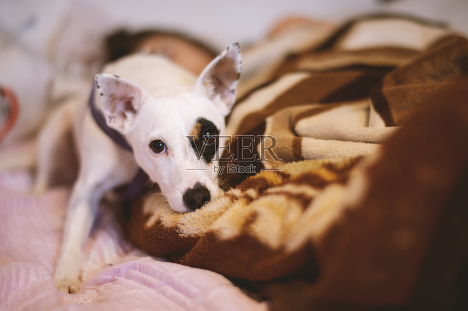 可爱的女孩和杰克罗素的狗在睡觉照片摄影图片
