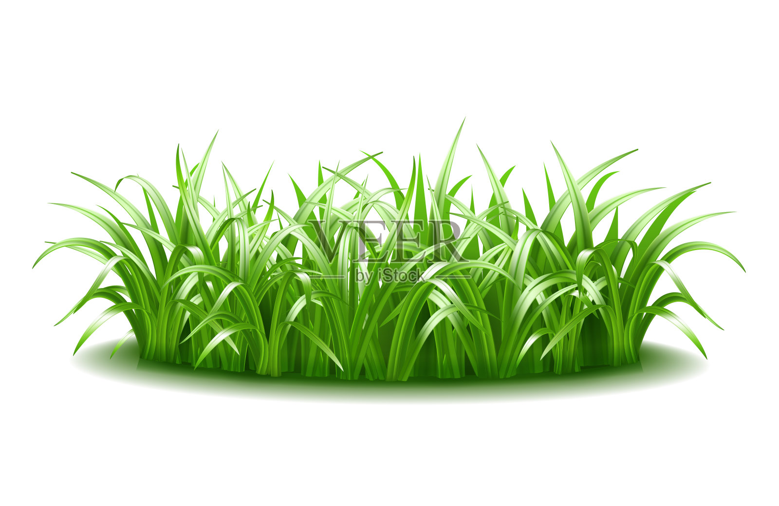 一簇浓密的绿色、多汁、鲜艳的草。设计元素图片