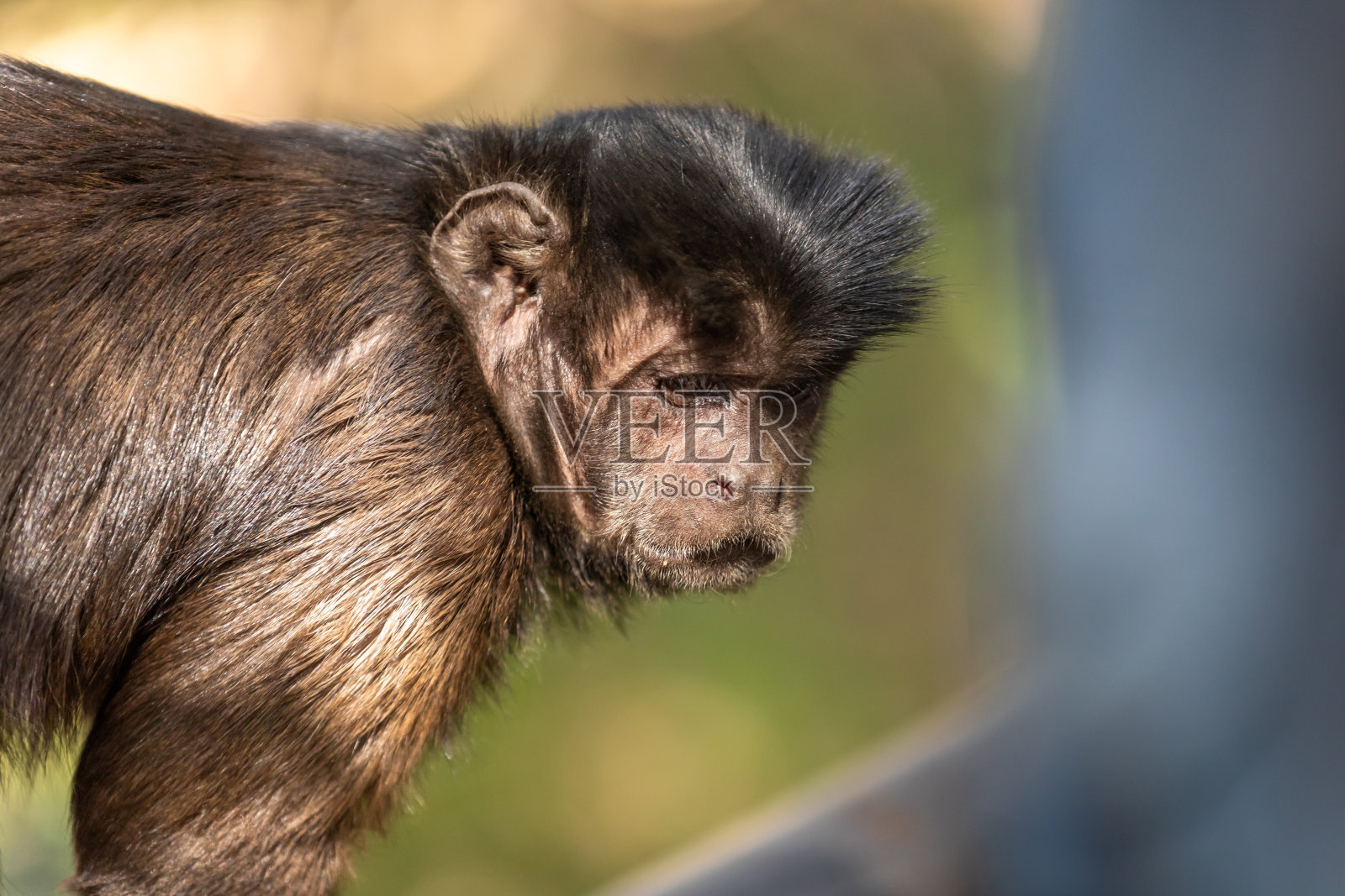 丛林里的野生猴子。南非。照片摄影图片