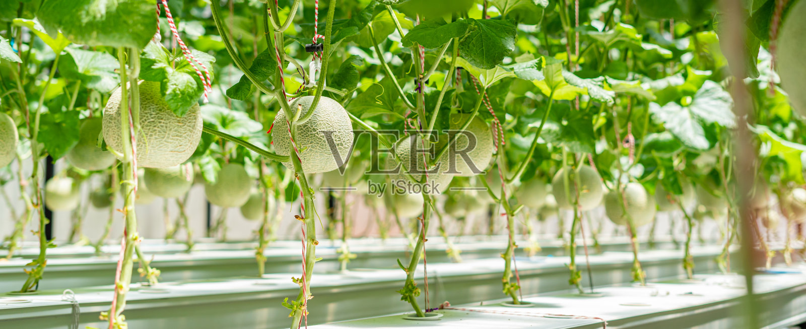 鲜甜瓜植物哈密瓜生长在温室支持日本水果照片摄影图片