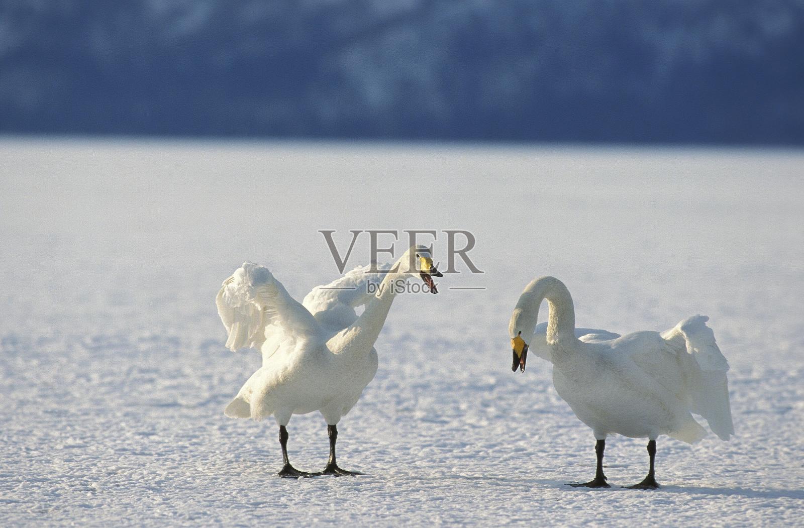 日本北海道岛冰湖上的大天鹅，大天鹅，大天鹅配对求偶表演照片摄影图片