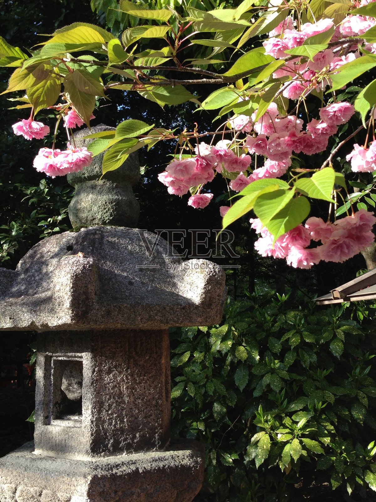 日本的樱花树照片摄影图片