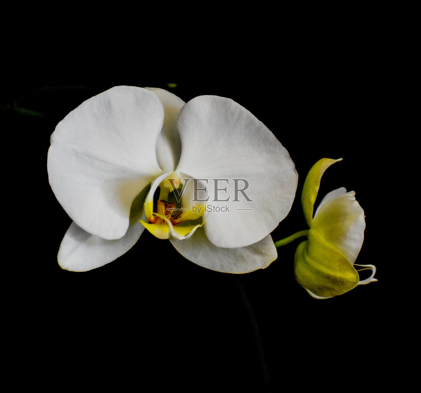 美丽质朴的白色兰花映衬着黑色照片摄影图片