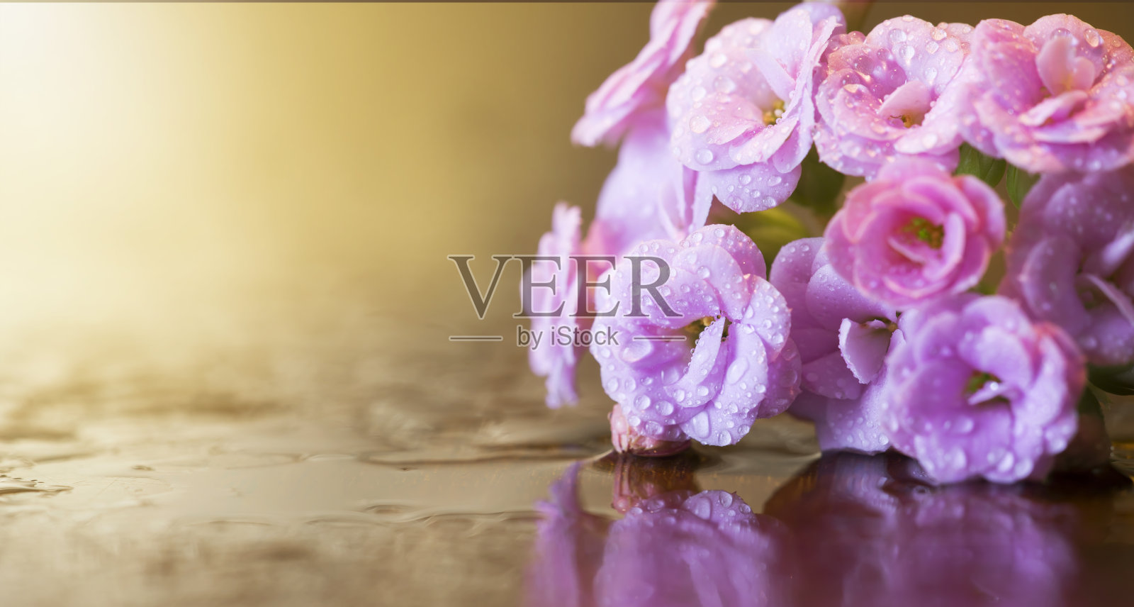 夏天，春天的概念，粉红色的花在潮湿的背景，网络横幅照片摄影图片