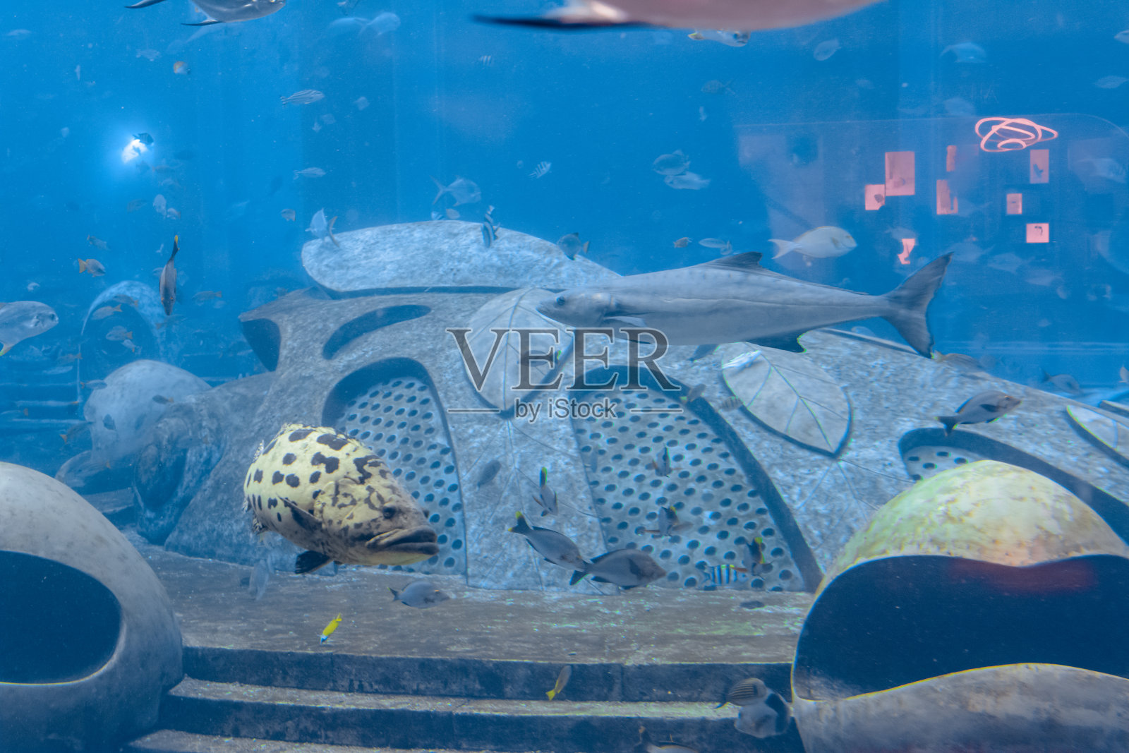 在中国三亚海南亚特兰蒂斯酒店的一个巨大水族馆里，各种各样的鱼(超过500种鱼类，鲨鱼，珊瑚和贝类)。照片摄影图片
