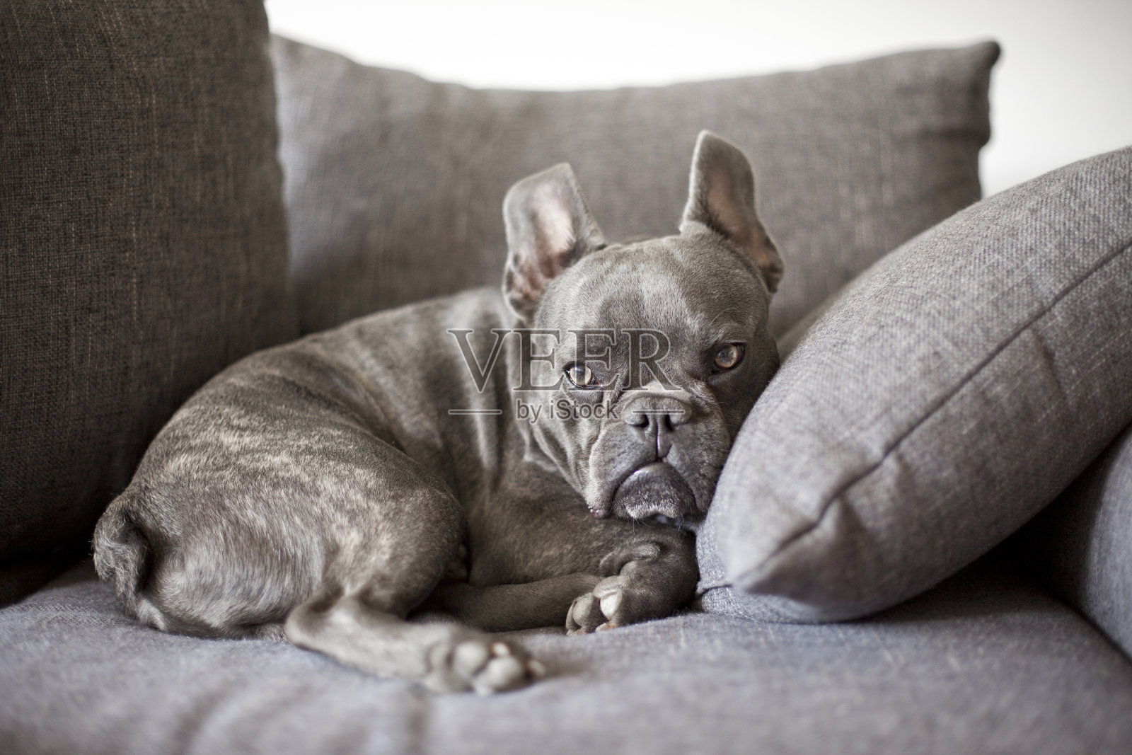 躺在沙发上的狗。在家里休息的法国斗牛犬。照片摄影图片