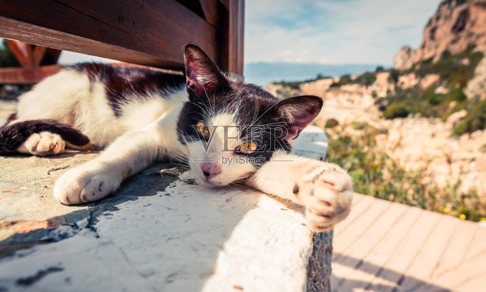 在希腊海滩餐厅晒太阳的流浪猫。照片摄影图片