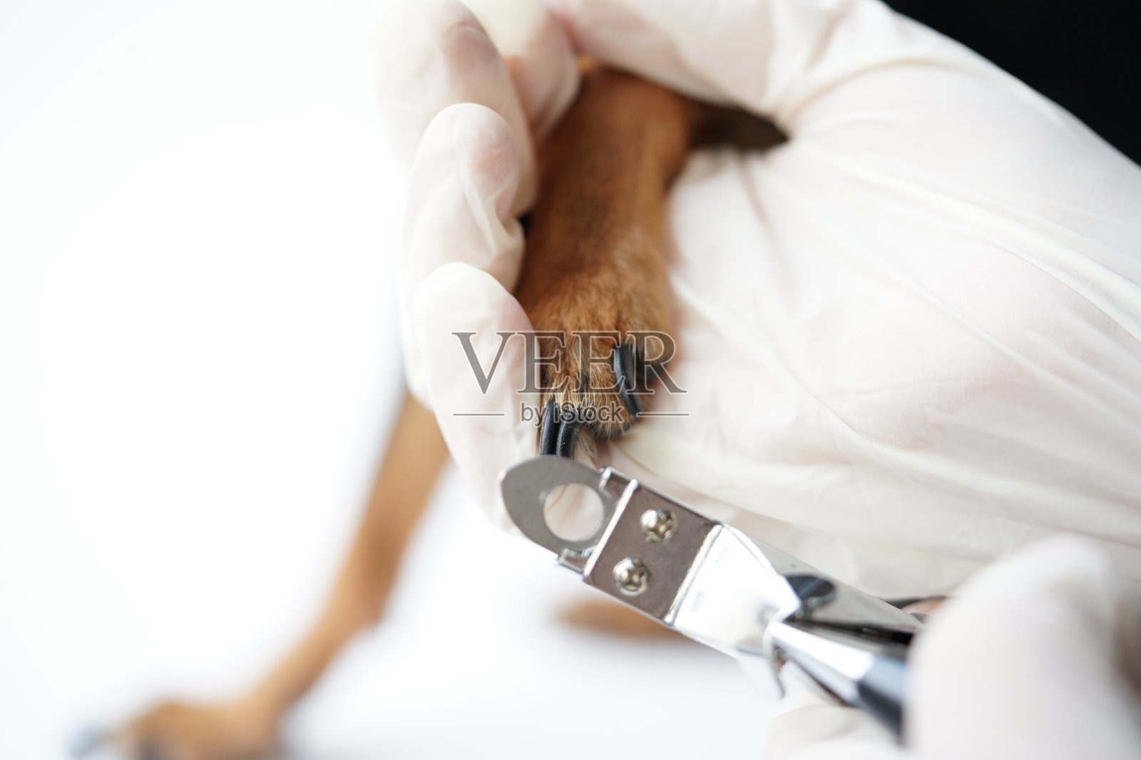 兽医手中的一只狗的爪子，由医生为动物的爪子进行安全的专业修剪。照片摄影图片