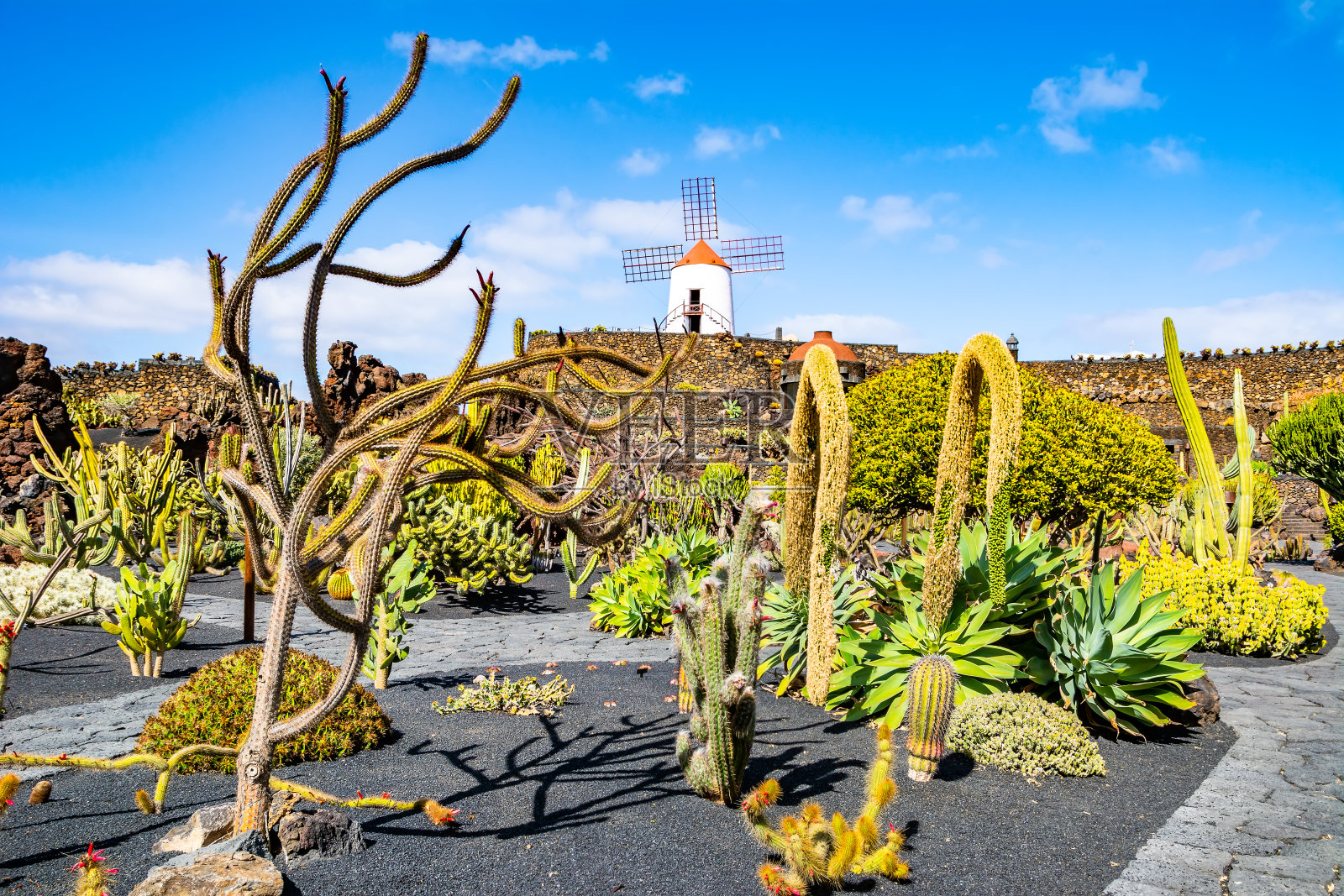 旅行的概念。Guatiza村的热带仙人掌花园(Jardin de cactus)。地点:兰萨罗特，加那利群岛，西班牙。艺术照片。美丽的世界。照片摄影图片