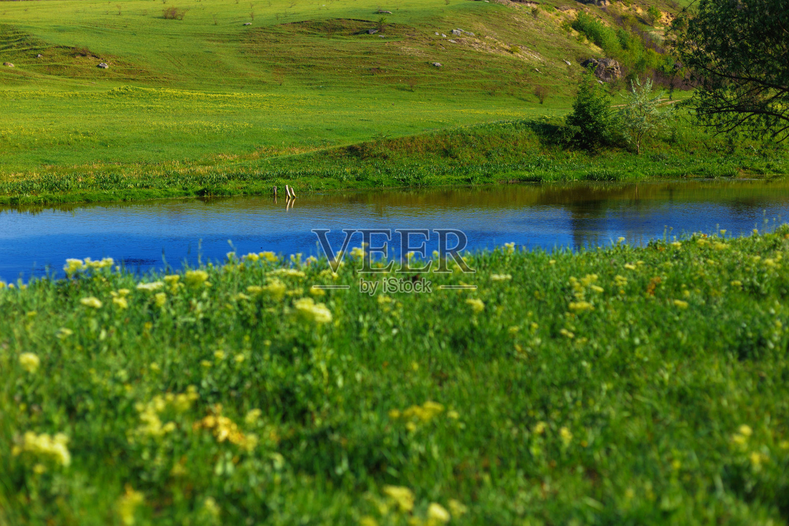 田野里河边的绿色草坪。照片摄影图片