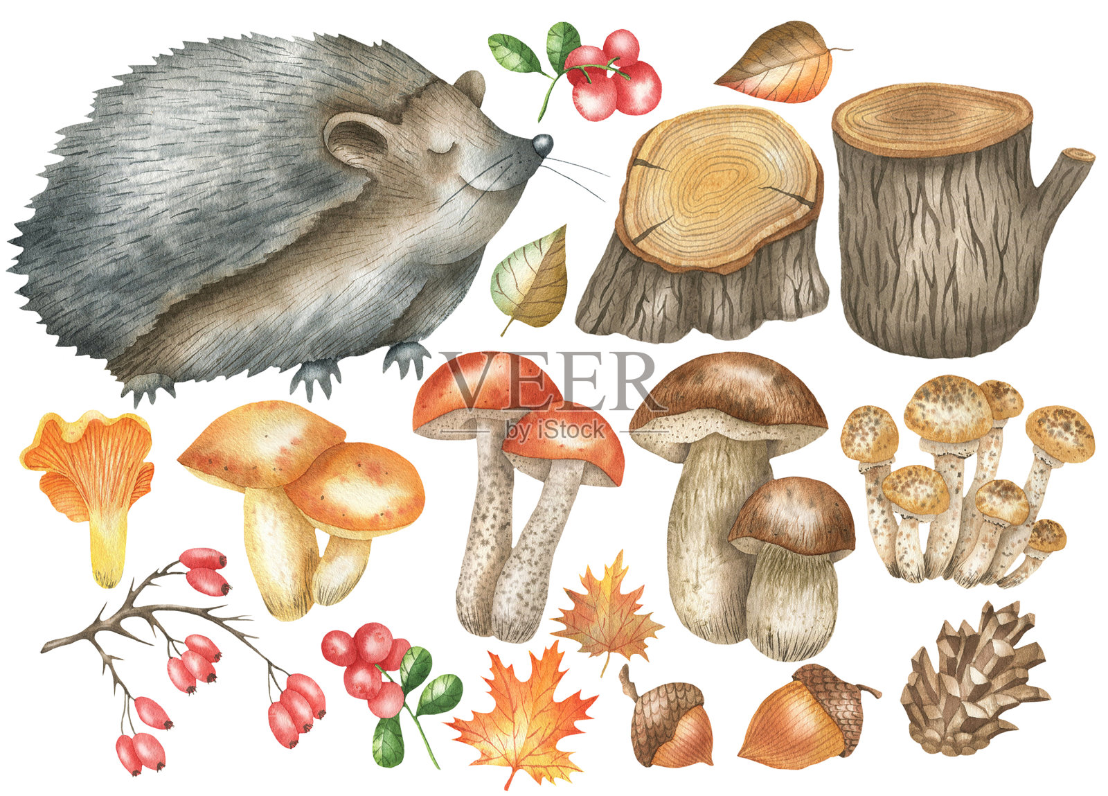 刺猬和蘑菇。jpg插画图片素材