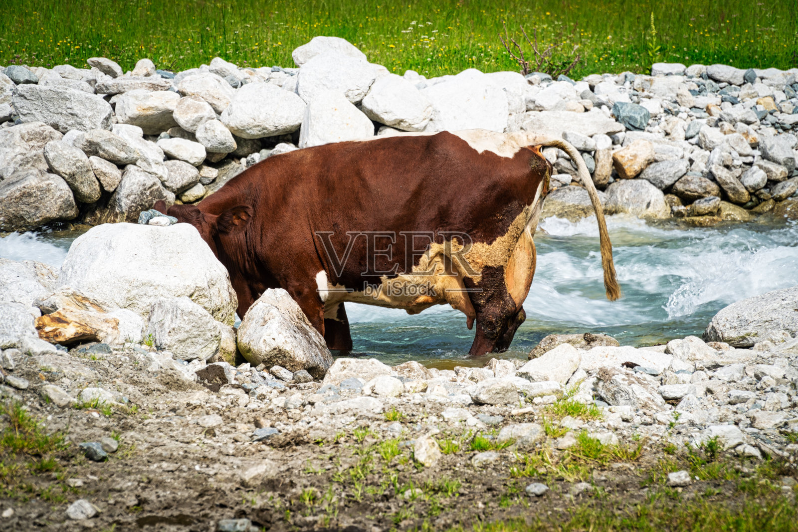 河边的奶牛照片摄影图片