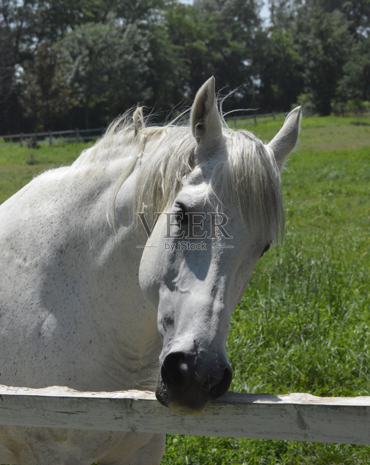 一匹美丽的白马的肖像照片摄影图片