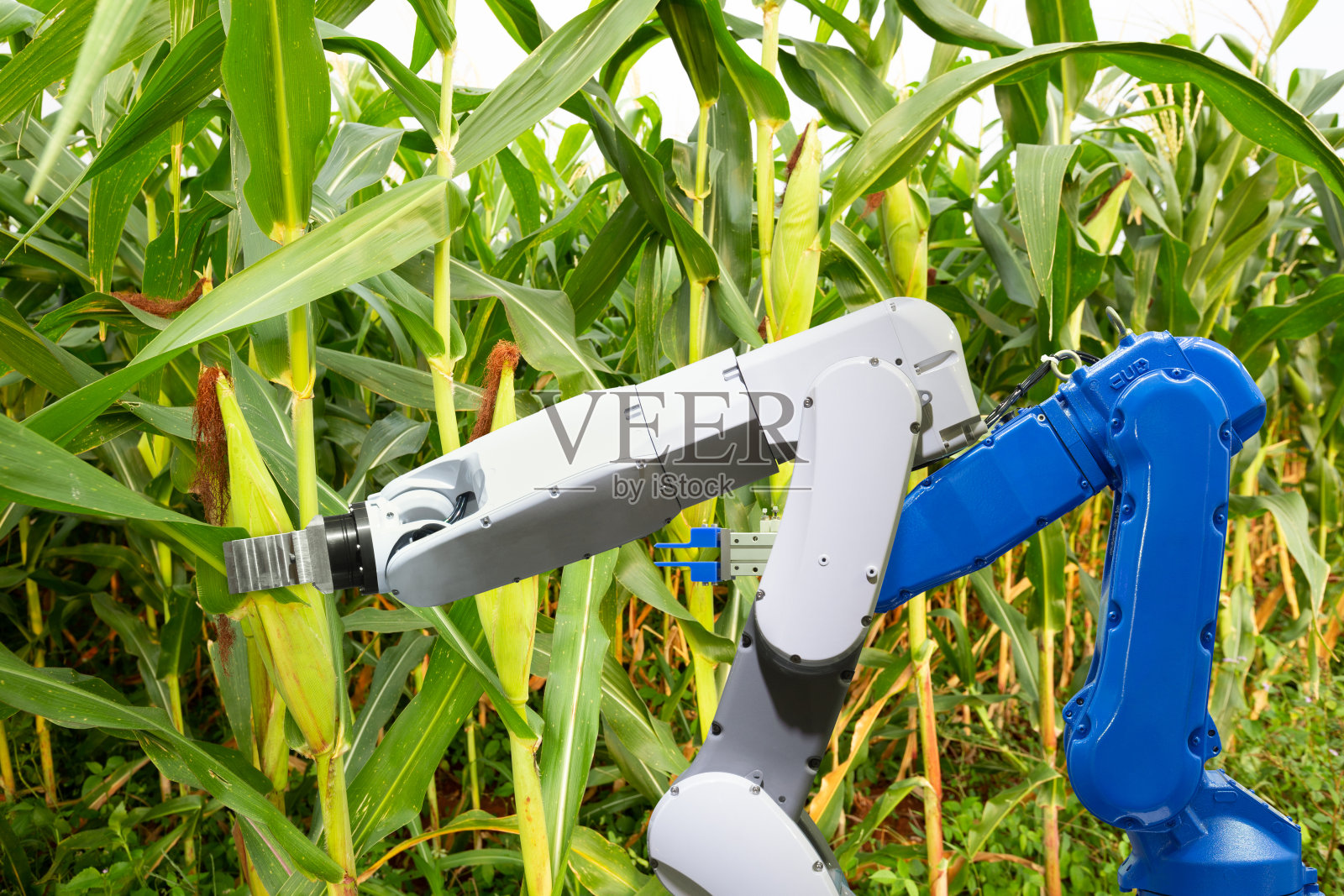 农业机器人辅助收割玉米，分析玉米生长，智能农场概念照片摄影图片