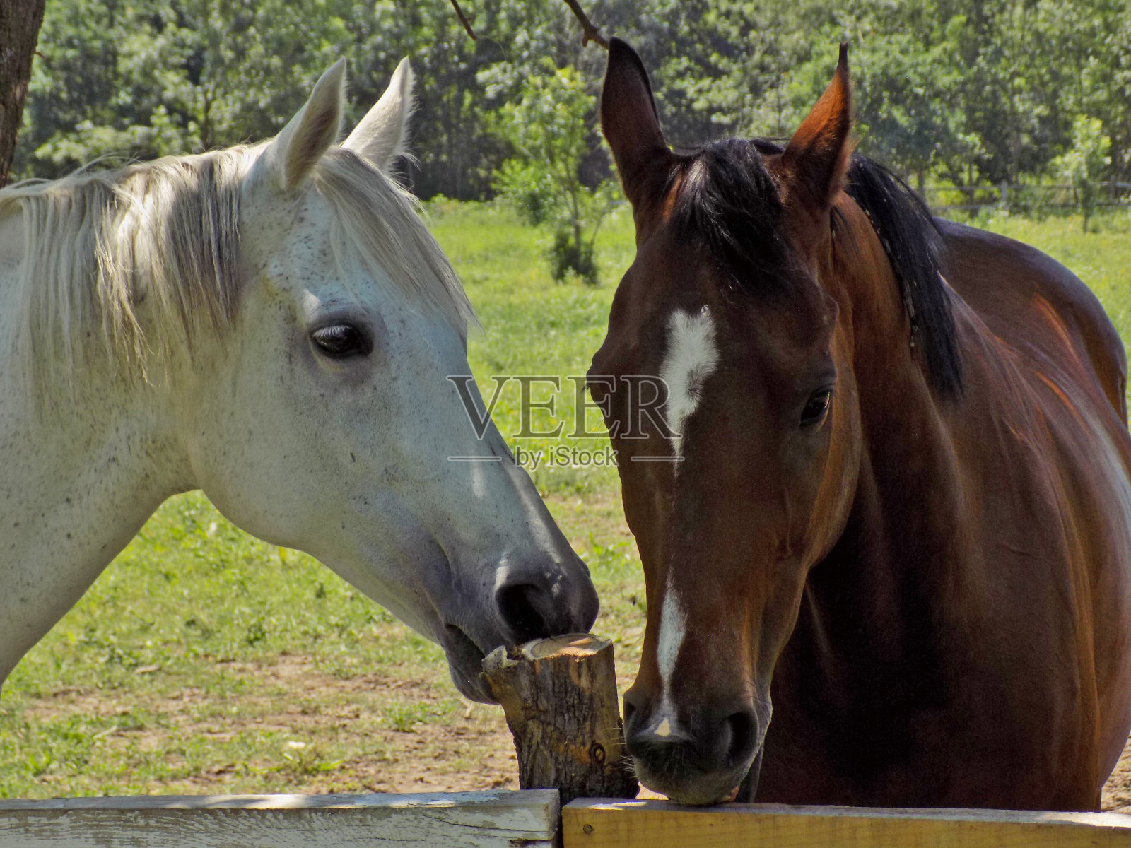 畜栏里的棕色公马和白色母马照片摄影图片