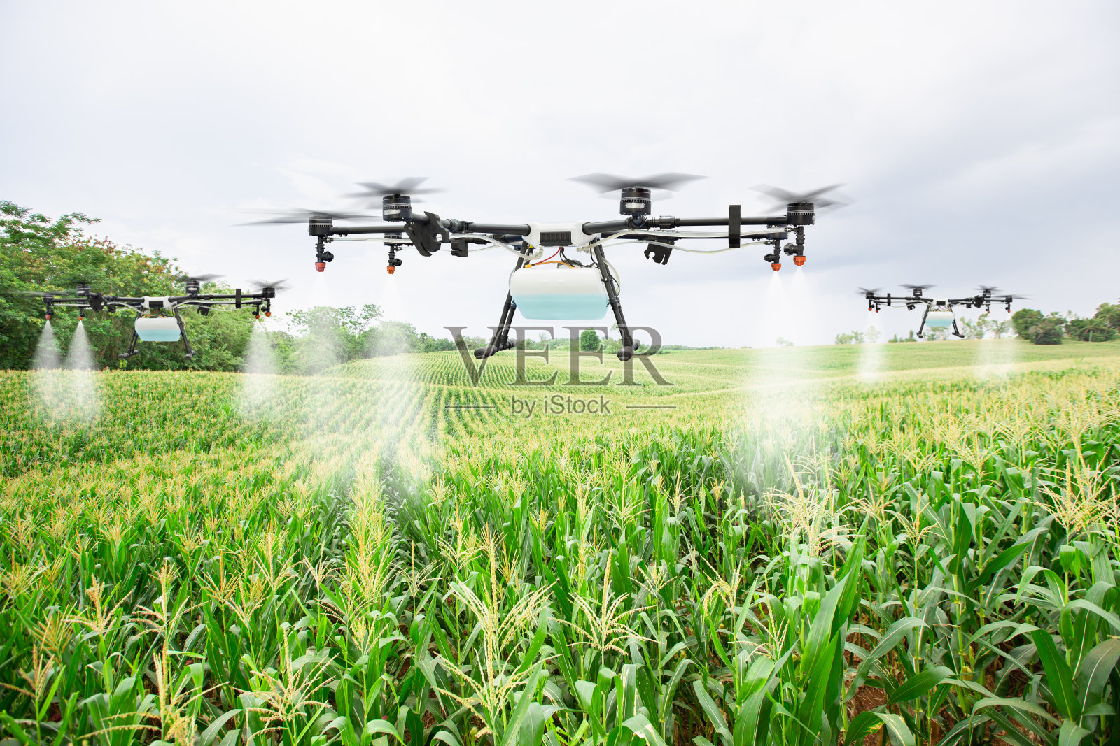 农业无人机在甜玉米地里喷洒肥料照片摄影图片