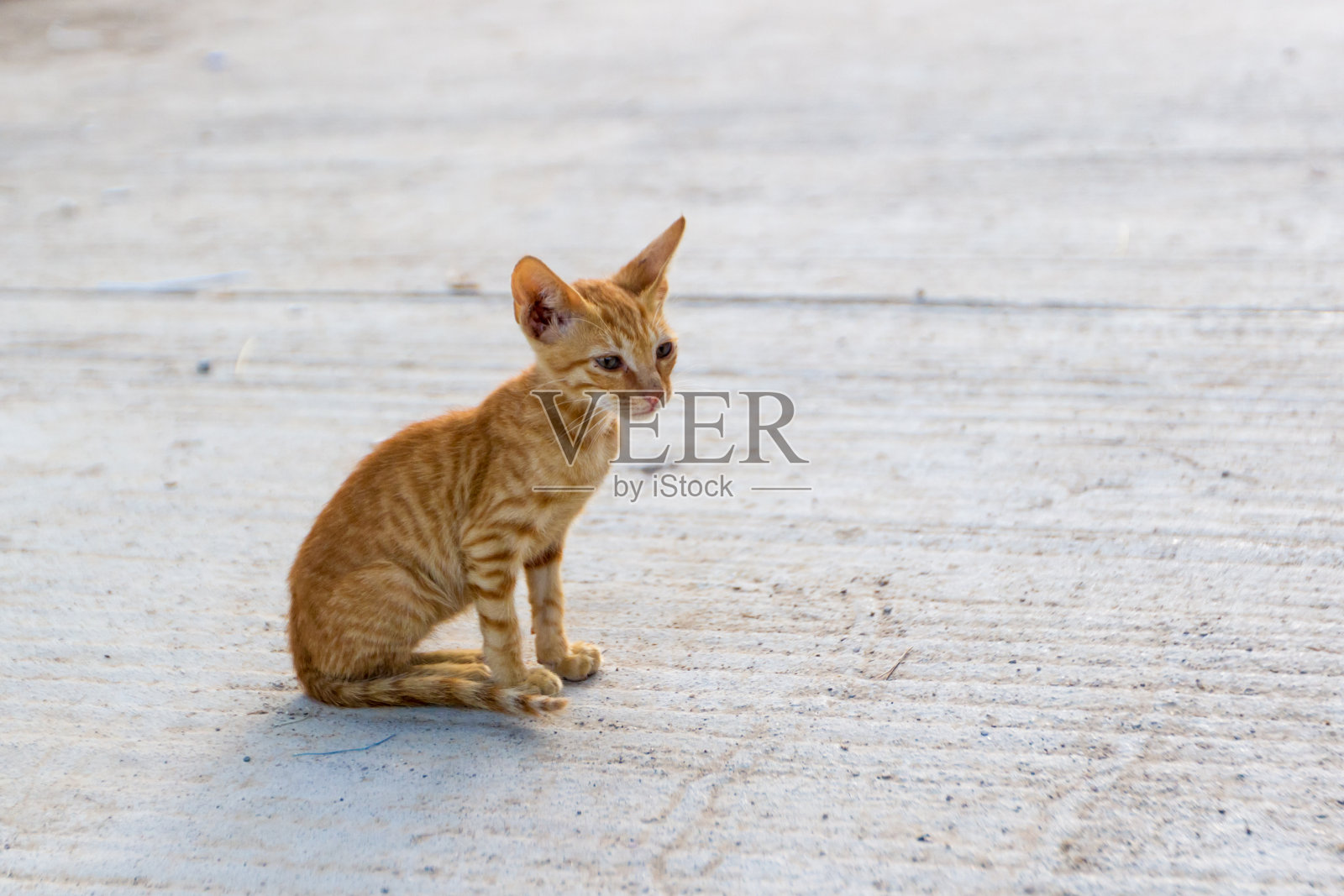 饥饿的流浪小红猫照片摄影图片