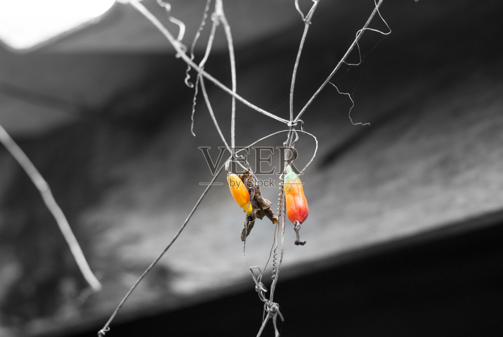 有红橙色果实的小植物，黑白背景，自然照片照片摄影图片