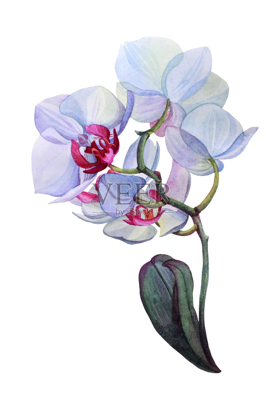 水彩白色和粉红色的兰花花孤立在白色的背景。插画图片素材
