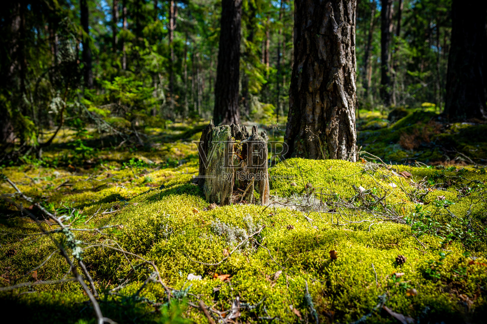 穆迪夏季森林场景与树桩在浓密的绿色苔藓在阳光明媚的林间空地。照片摄影图片