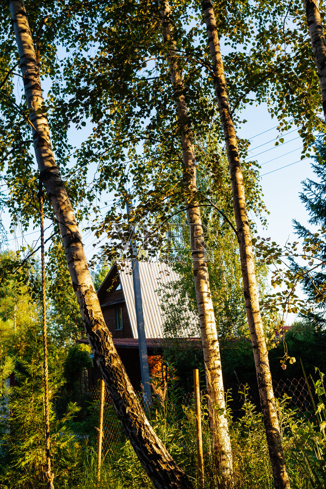 日落时分，阳光照耀的桦树在村庄的后院照片摄影图片