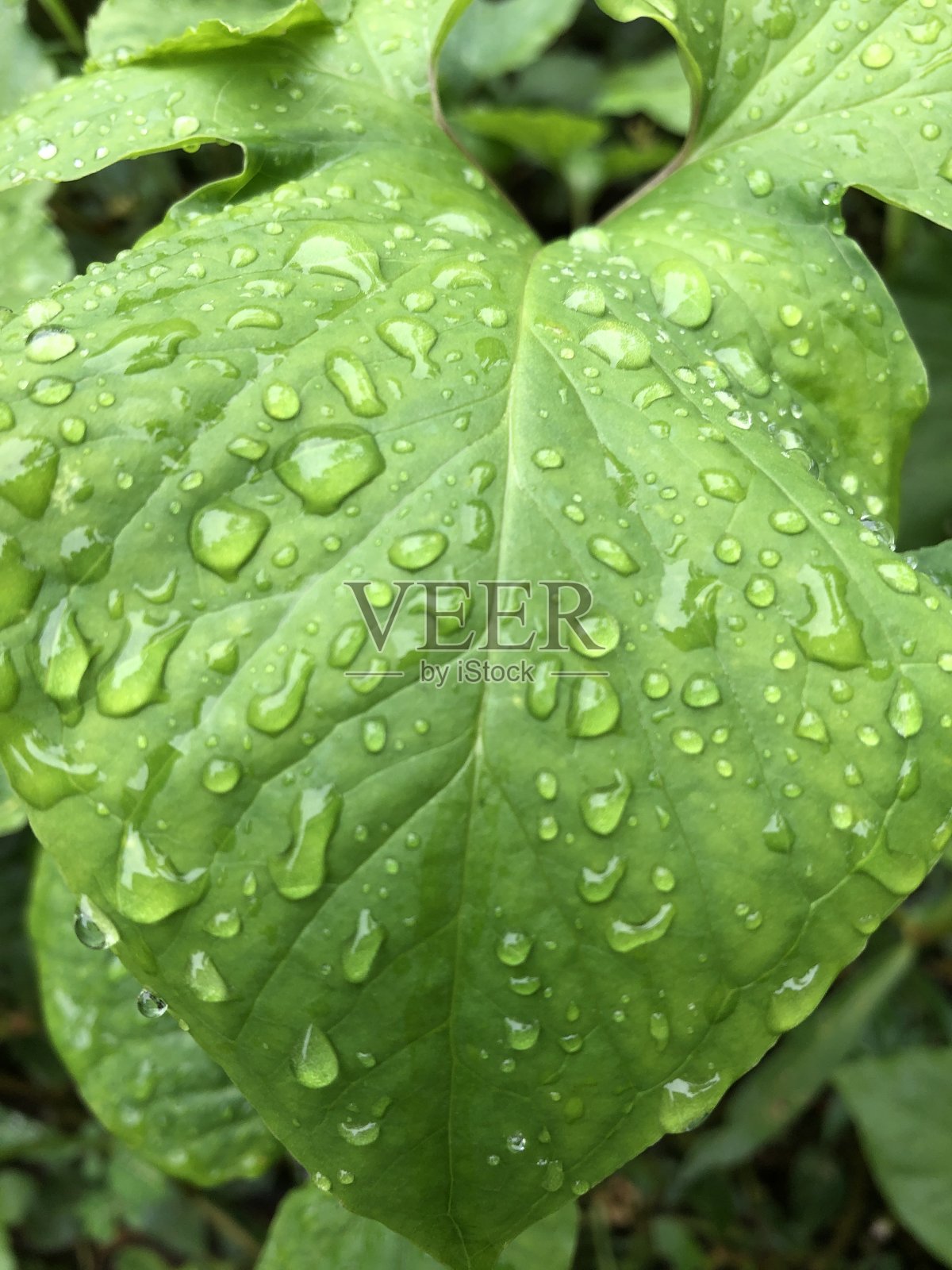 雨滴落在花园里的绿叶上照片摄影图片