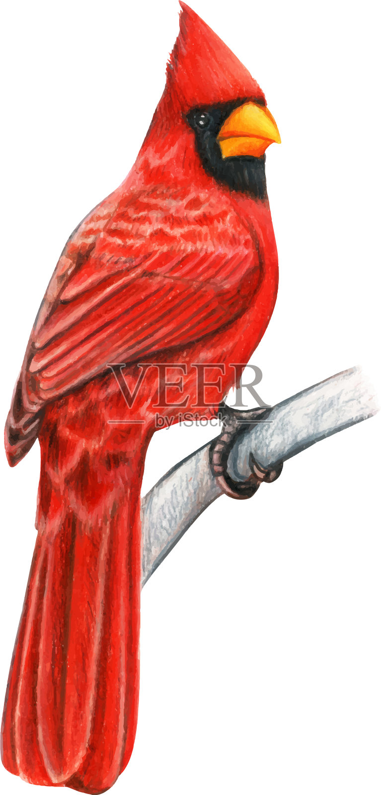 红色基数手绘鸟水彩彩色设计元素图片