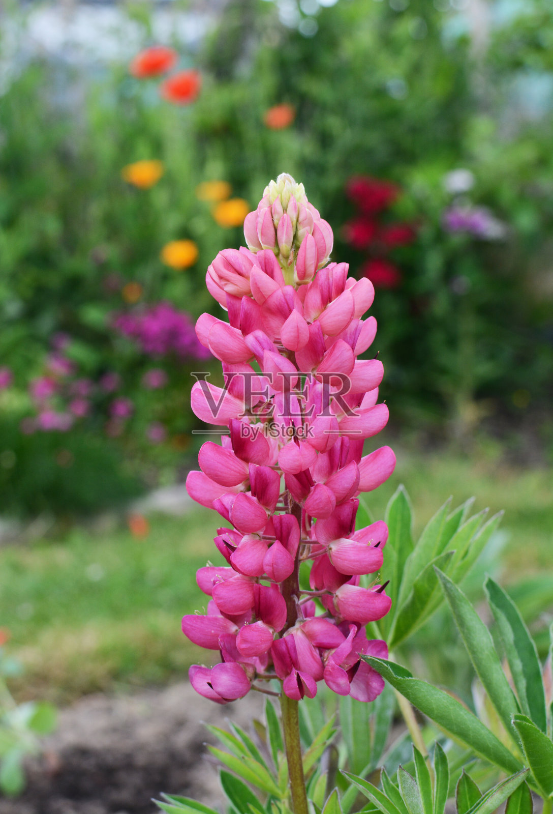 粉红色的卢平花，羽扇豆画廊的粉红色照片摄影图片