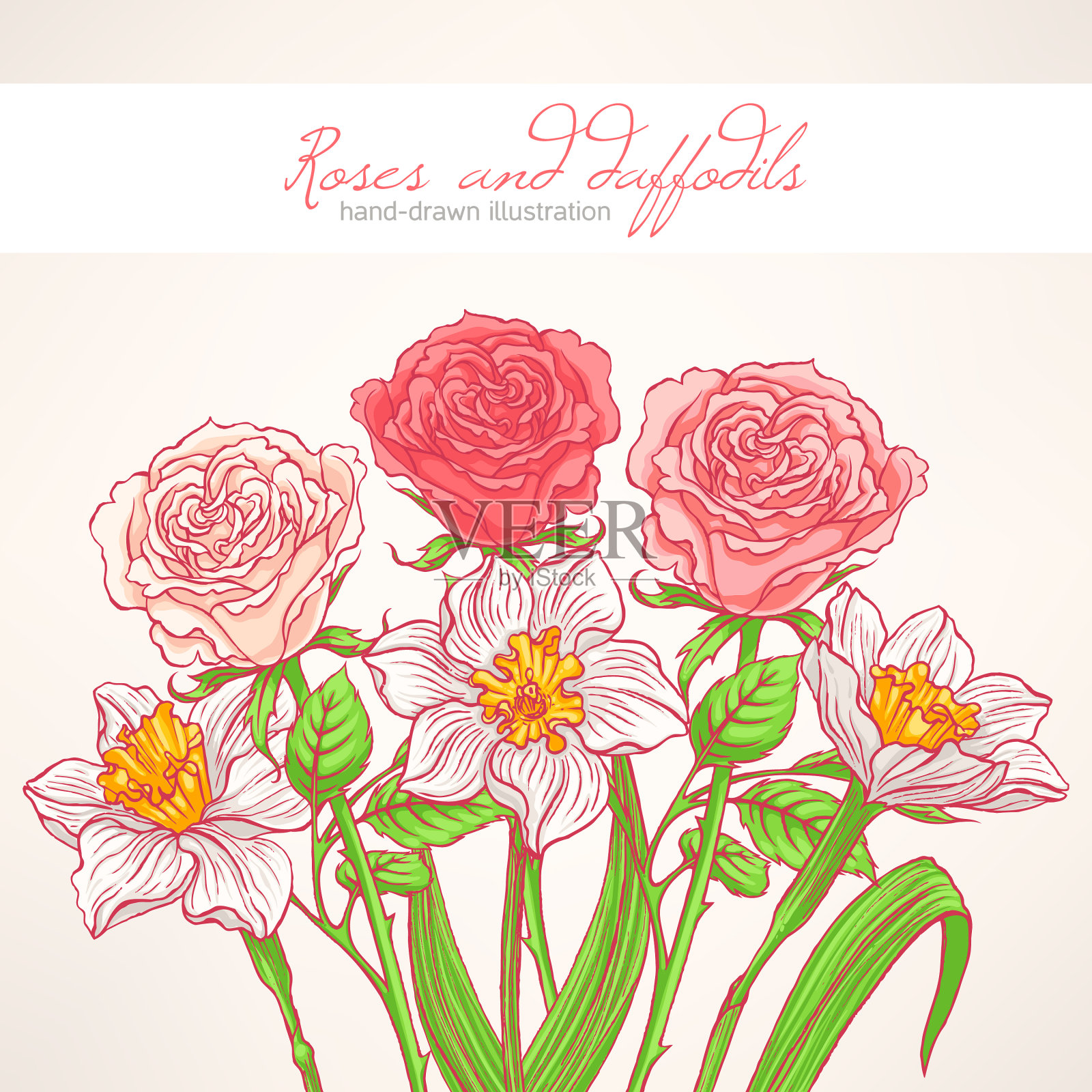 玫瑰和水仙花插画图片素材