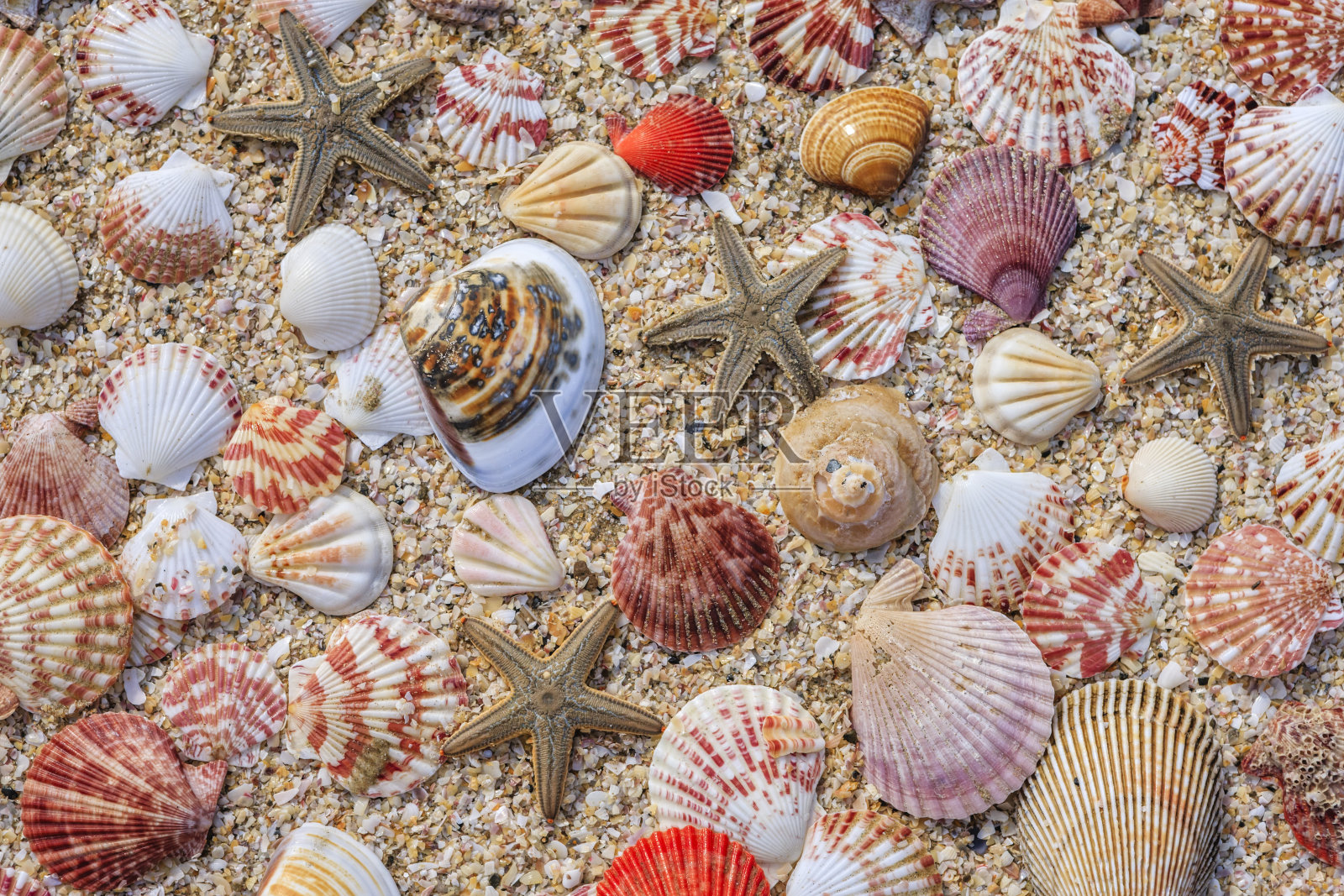 沙上五颜六色的贝壳照片摄影图片