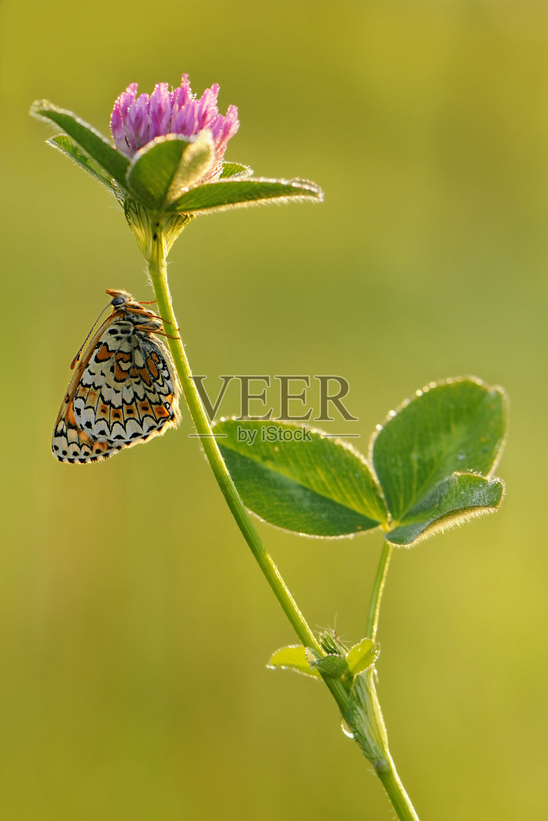美丽而优雅的蝴蝶梅丽花在清晨等待破晓的花儿照片摄影图片