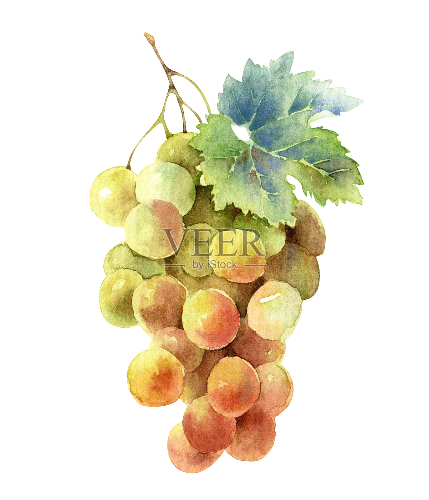 白色背景上孤立的一串葡萄设计元素图片