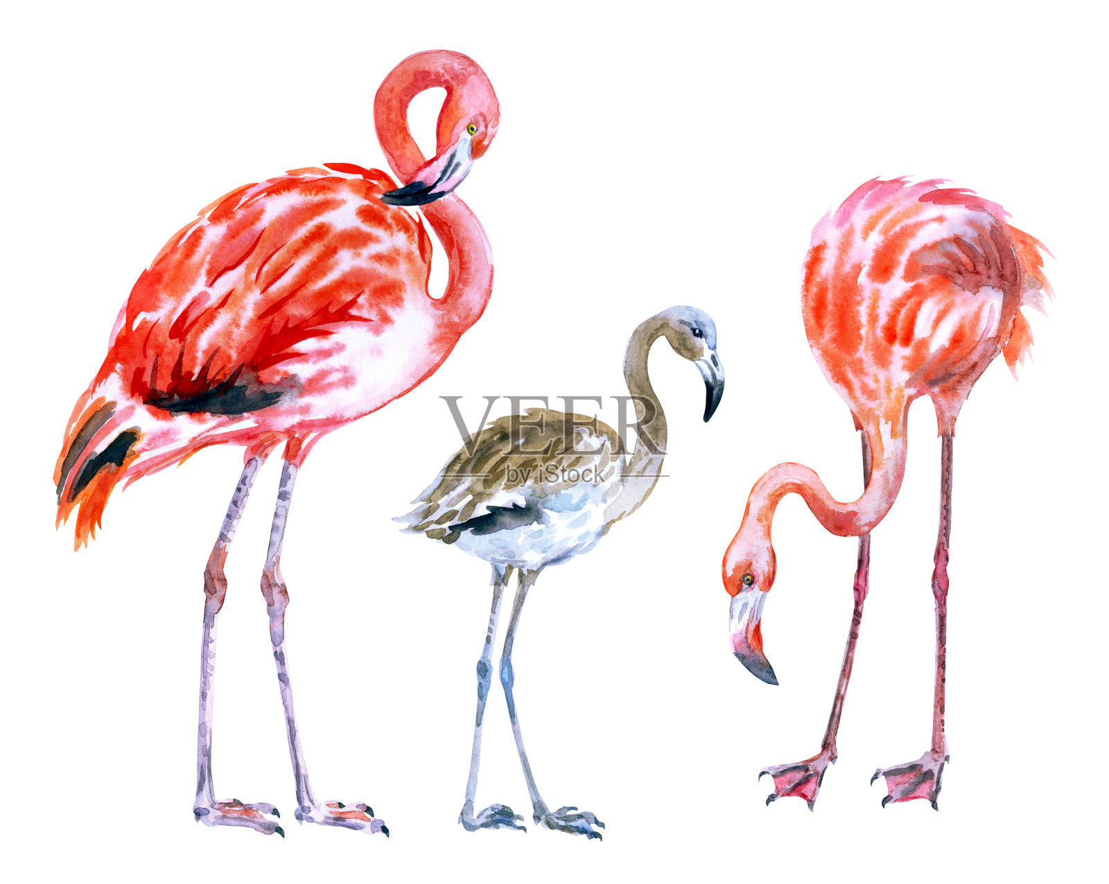 一组火烈鸟，成年鸟类和雏鸟，水彩画插画图片素材