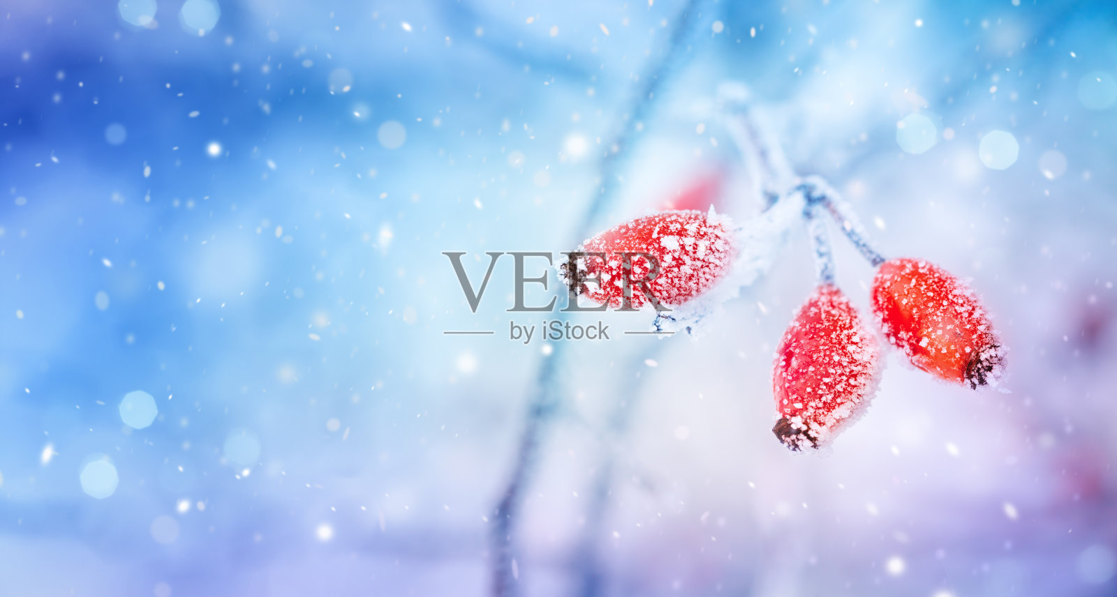 冬天的自然背景与霜冻红浆果在雪下的树枝。寒冷天气假日概念。照片摄影图片
