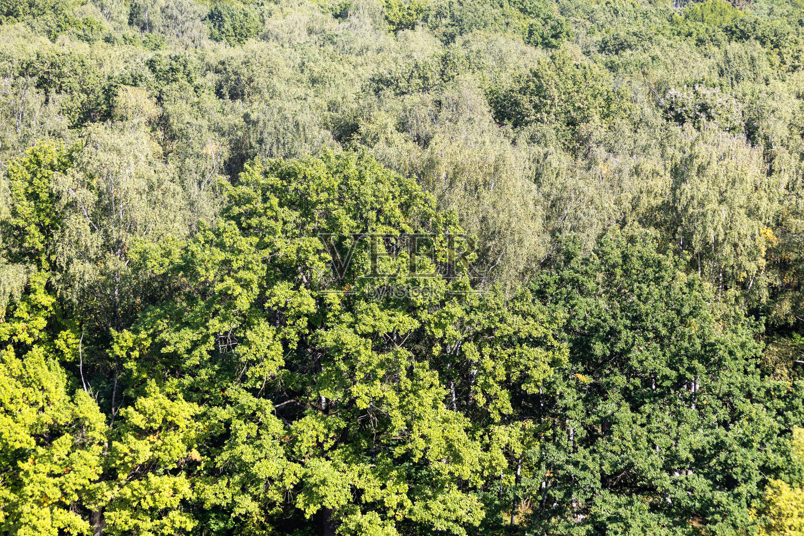 上面的橡树在绿色茂密的森林照片摄影图片