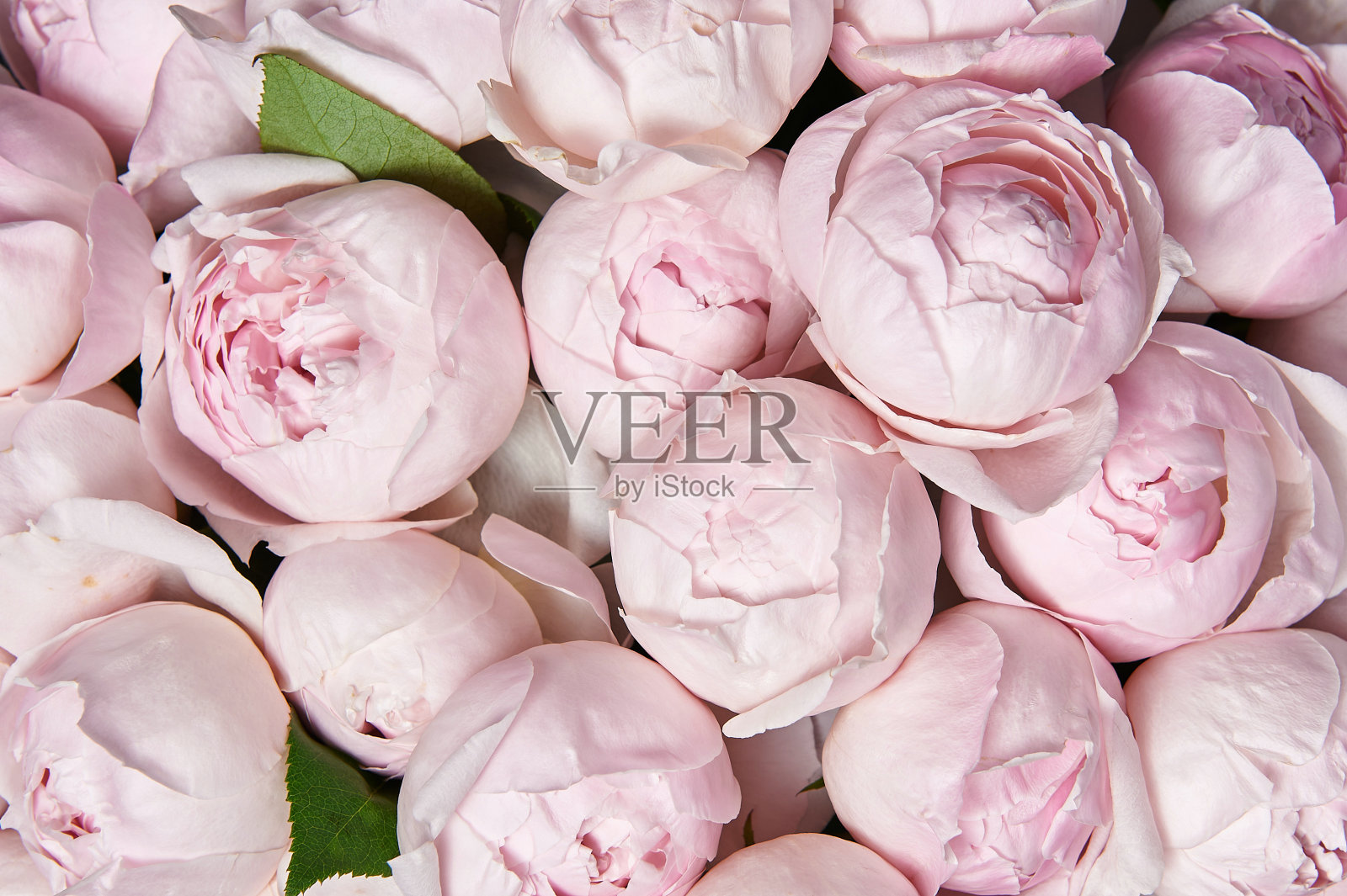 一束漂亮的带有粉红色玫瑰的花。照片摄影图片