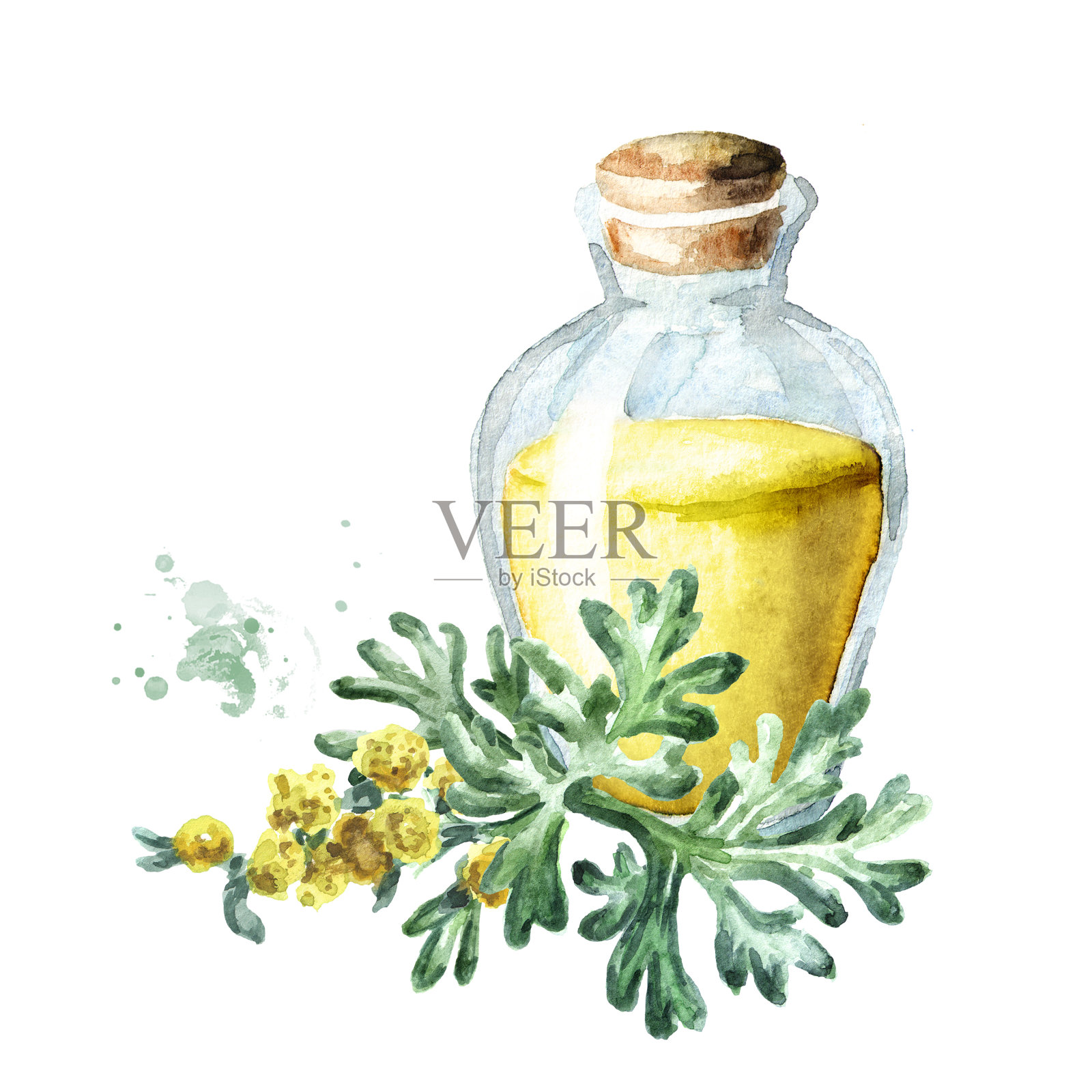 药用植物艾草的嫩枝和精油，手绘水彩插图，白色背景插画图片素材