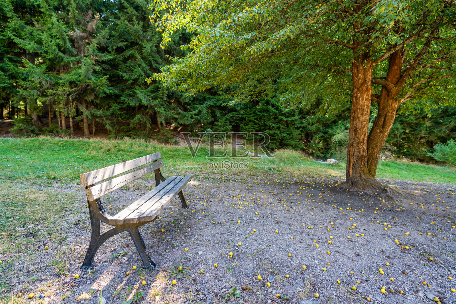 森林里一个自然公园里的木凳。大自然徒步旅行的概念照片摄影图片