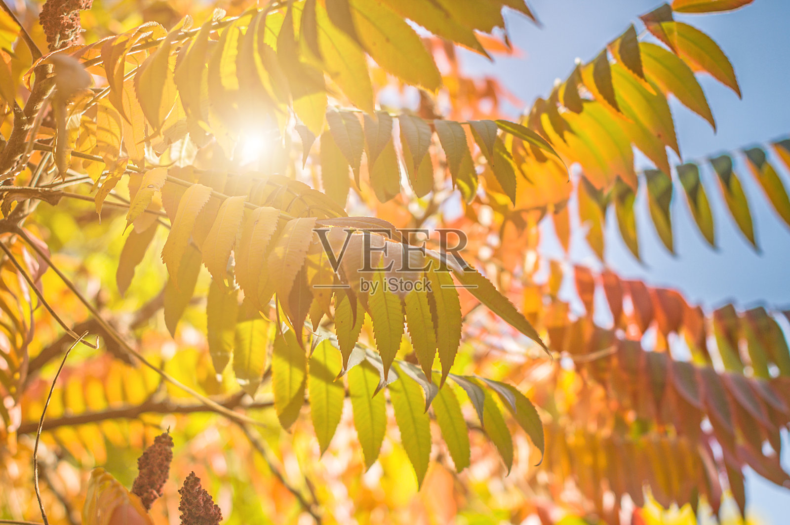 在温暖阳光明媚的日子里，树枝上长着五颜六色的秋叶。照片摄影图片