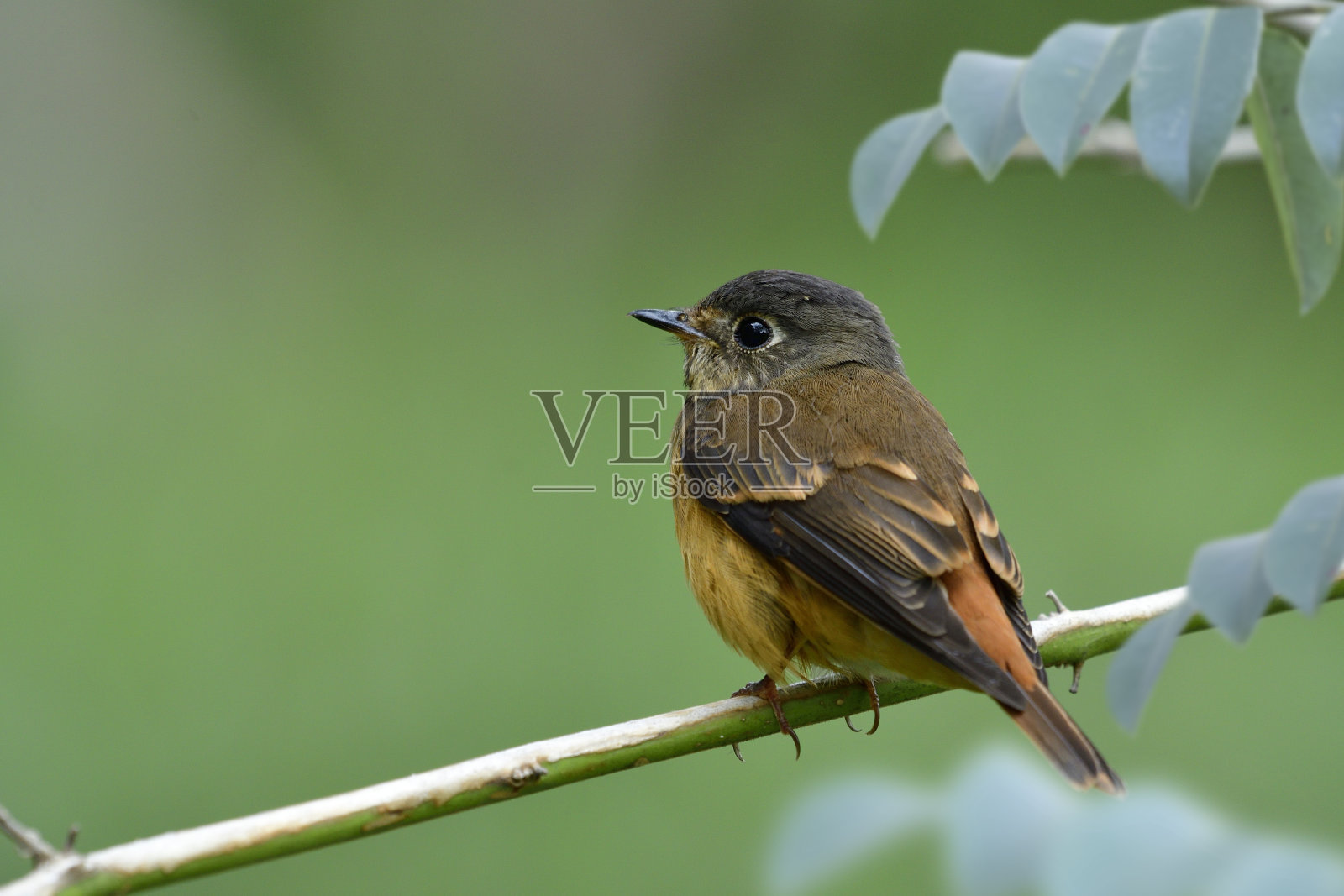 在经过泰国的候鸟之旅中，一只棕色的小鸟停在花园里的细树枝上，铁锈色的捕蝇鸟照片摄影图片