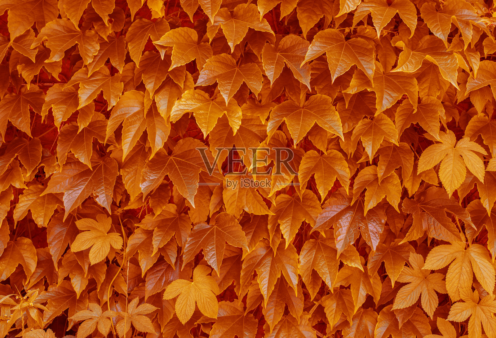 抽象的自然背景-多彩的树叶。照片摄影图片