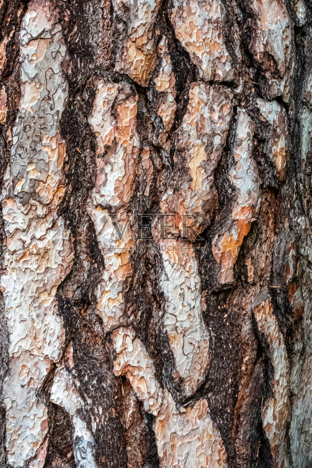 一棵松树树干上粗糙的红色树皮的特写。照片摄影图片