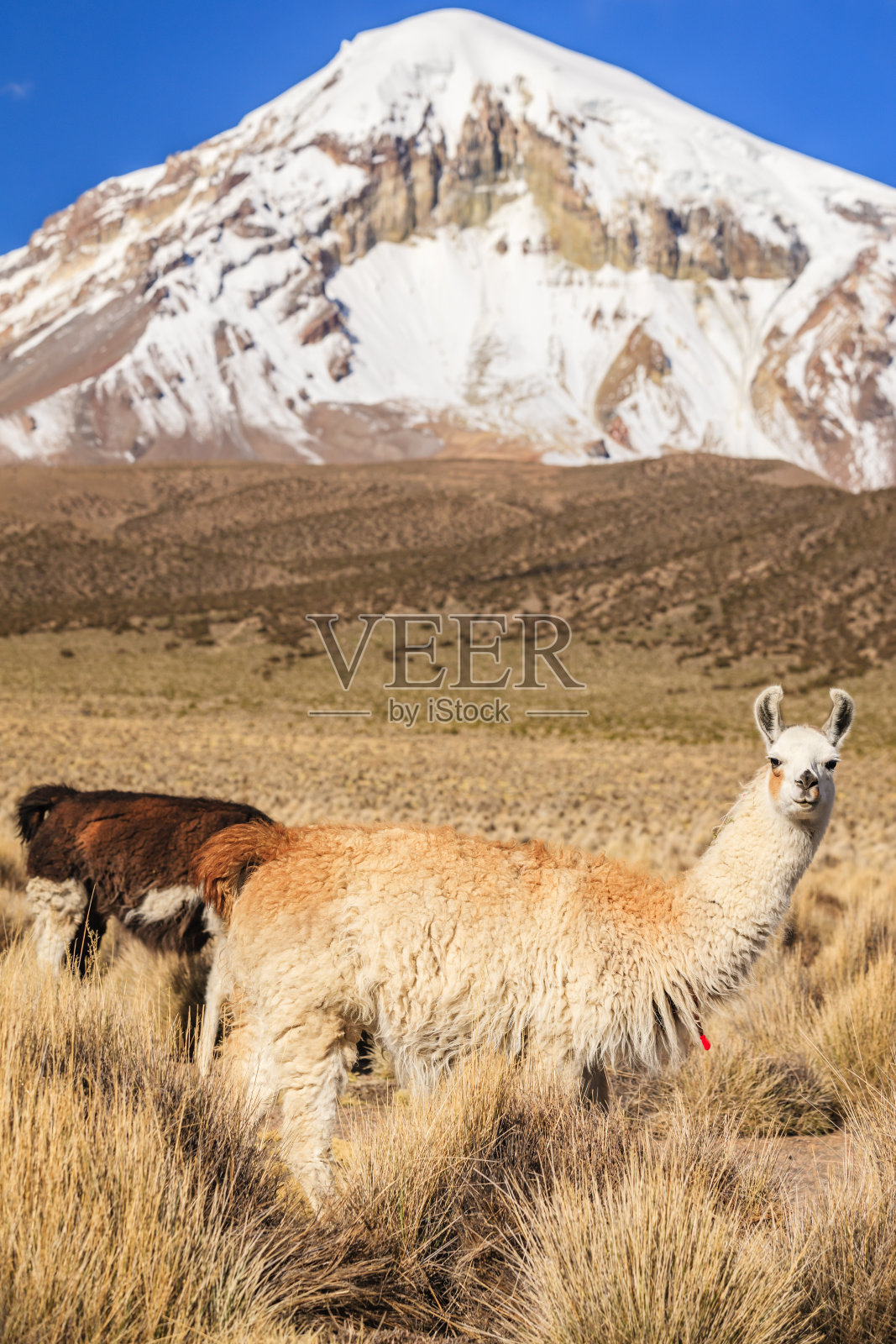 呼吁反对玻利维亚高原上的内华达萨哈马火山照片摄影图片