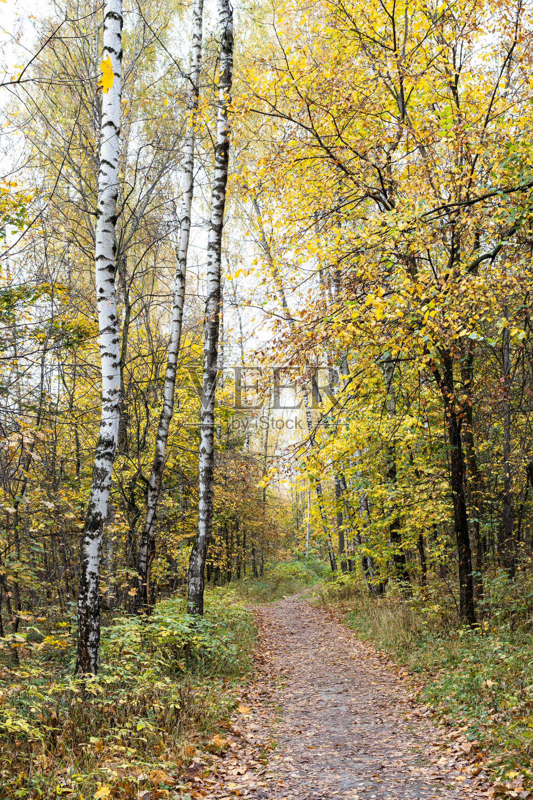 秋天的城市公园里，树木之间的小径照片摄影图片